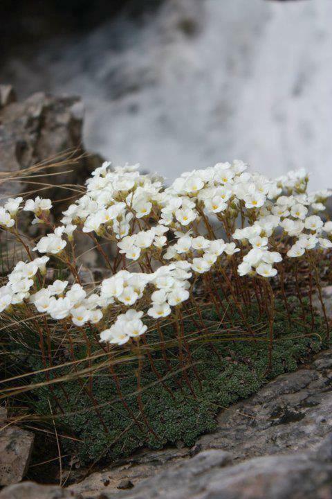 Valbona Eco Camping Valbone Bagian luar foto